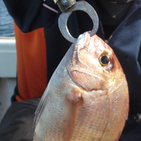 フィッシング太陽 釣果