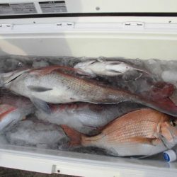 大進丸(新潟) 釣果