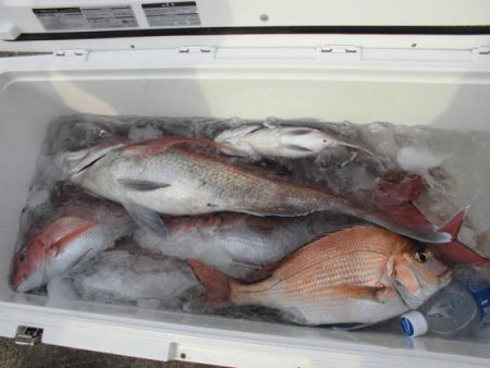 大進丸(新潟) 釣果