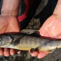 小菅トラウトガーデン 釣果