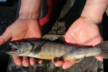 小菅トラウトガーデン 釣果