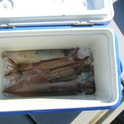 KOU（コウ） 釣果