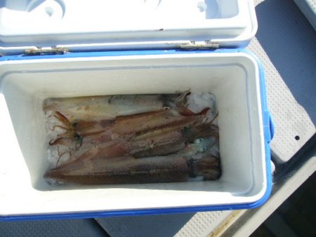 KOU（コウ） 釣果