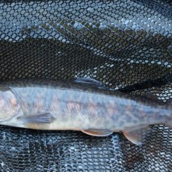 小菅トラウトガーデン 釣果