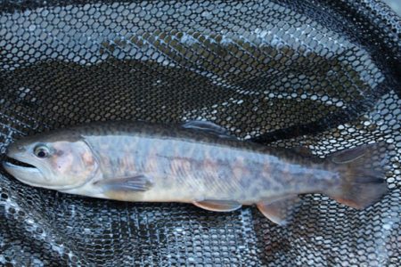 小菅トラウトガーデン 釣果