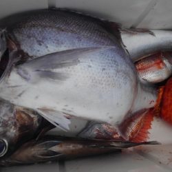 遊漁船 新鋭丸 釣果