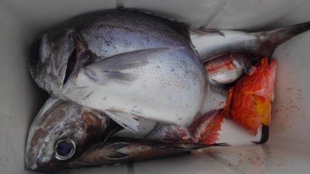 遊漁船 新鋭丸 釣果