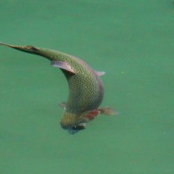 小菅トラウトガーデン 釣果