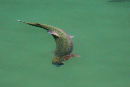 小菅トラウトガーデン 釣果