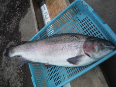 すそのフィッシングパーク 釣果