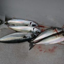 へいみつ丸 釣果