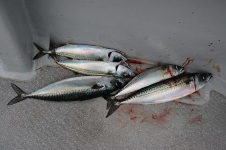 へいみつ丸 釣果