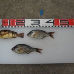 のとじま臨海公園海づりセンター 釣果