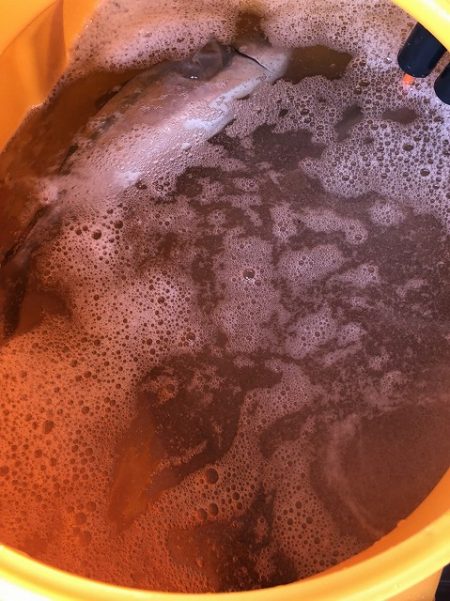 フィッシングボートACE(エース) 釣果