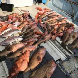 リトルワン 釣果