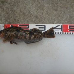 のとじま臨海公園海づりセンター 釣果