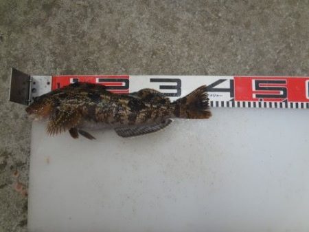 のとじま臨海公園海づりセンター 釣果