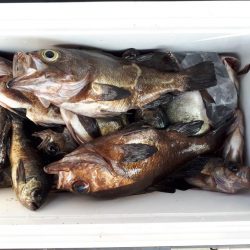 釣り船くわだ 釣果