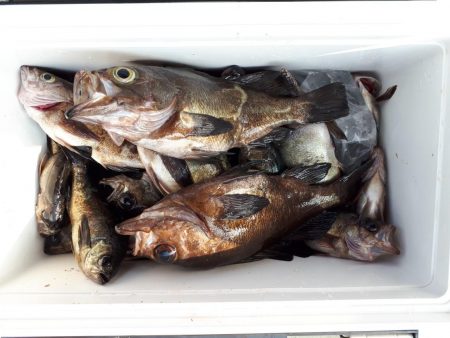 釣り船くわだ 釣果