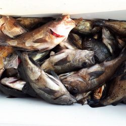 釣り船くわだ 釣果