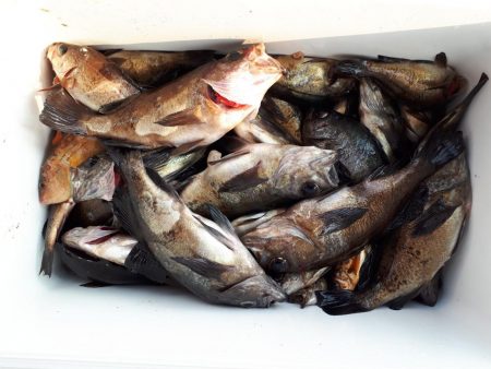 釣り船くわだ 釣果