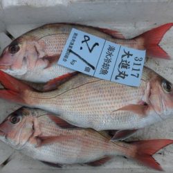 大進丸(新潟) 釣果