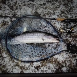 高萩ふれあいの里フィッシングエリア 釣果