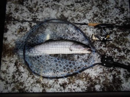 高萩ふれあいの里フィッシングエリア 釣果