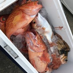 寿裕 （YOSHIHIRO） 釣果