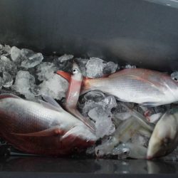 大進丸(新潟) 釣果