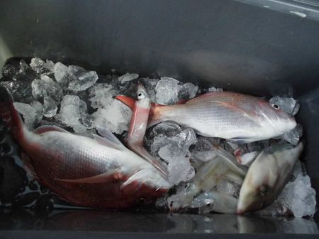 大進丸(新潟) 釣果