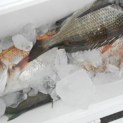 こうゆう丸 釣果