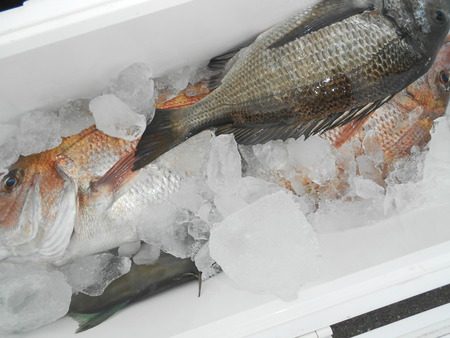 こうゆう丸 釣果