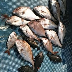 フィッシングガイド りょう 釣果