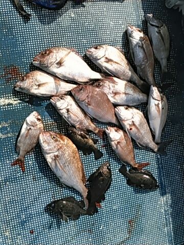 フィッシングガイド りょう 釣果