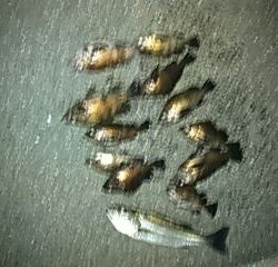 フィッシングガイド りょう 釣果