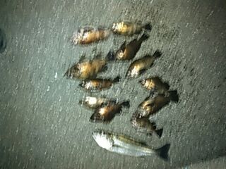 フィッシングガイド りょう 釣果