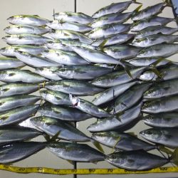 Hit Rush(ヒット ラッシュ） 釣果