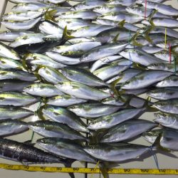 Hit Rush(ヒット ラッシュ） 釣果