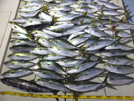 Hit Rush(ヒット ラッシュ） 釣果…