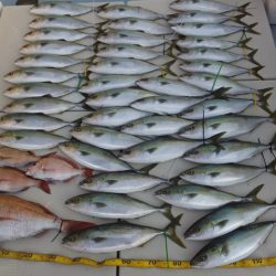 Hit Rush(ヒット ラッシュ) 釣果