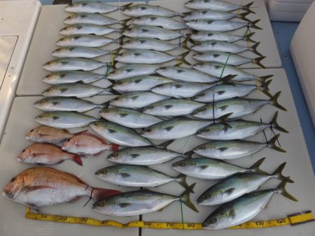 Hit Rush(ヒット ラッシュ) 釣果