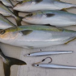 Hit Rush(ヒット ラッシュ) 釣果