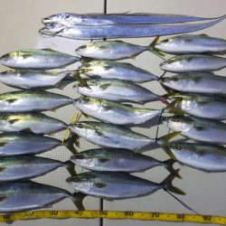 Hit Rush(ヒット ラッシュ） 釣果