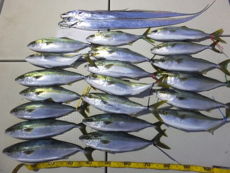 Hit Rush(ヒット ラッシュ） 釣果…