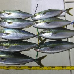 Hit Rush(ヒット ラッシュ） 釣果