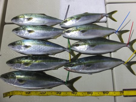 Hit Rush(ヒット ラッシュ） 釣果…