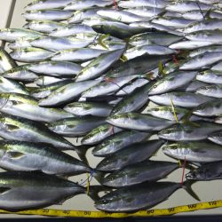 Hit Rush(ヒット ラッシュ） 釣果