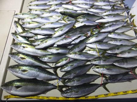 Hit Rush(ヒット ラッシュ） 釣果…