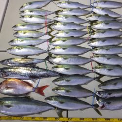 Hit Rush(ヒット ラッシュ） 釣果